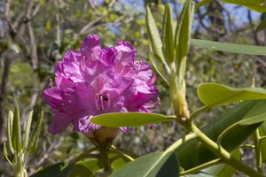 Rhododendron (late May, 3400' elevation)