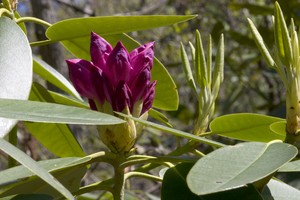 Rhododendron