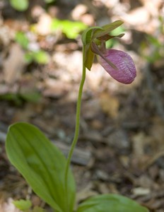 Pink Lady Slipper