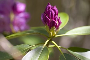 Rhododendron