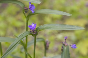 Zigzag Spiderwort