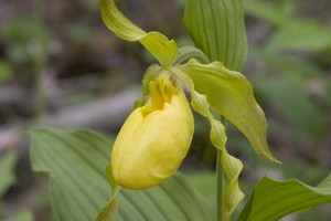 Yellow Lady's Slippers