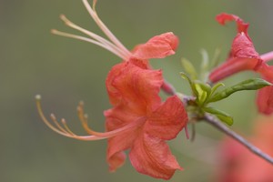 Rhododendron calendulaceum - Flame Azalea