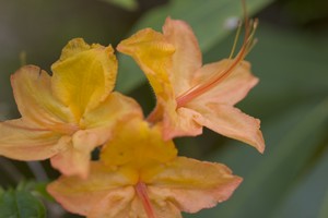 Flame Azalea, a lighter colored variety
