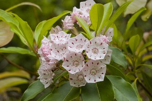 Mountain Laurel