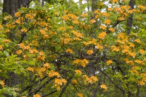 Flame Azalea