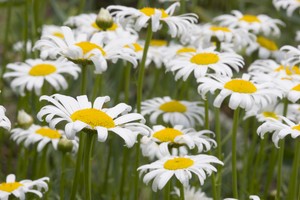 Daisies