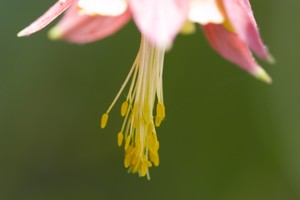 Wild Columbine