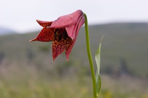 Lilium gray - Gray's Lily