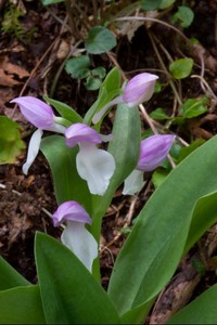 Showy orchis