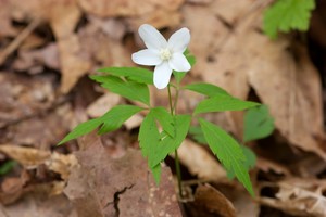 Wood Anemone