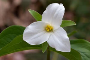 Trillium