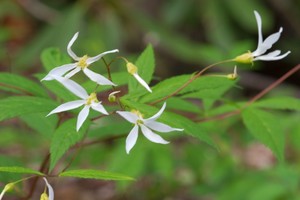 Bowman's Root