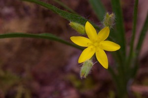 Yellow Star Grass