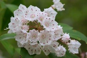 Mountain Laurel