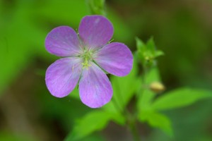 Wild Geranium