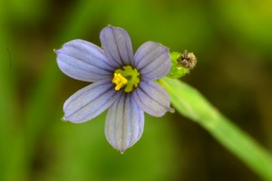 Blue eyed grass