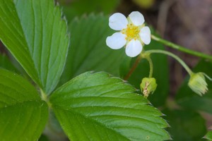 Wild strawberry