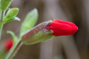 Fire Pink bud