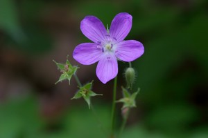 Wild Geranium