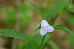 A white spiderwort, what is it?