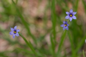 Blue Eyed Grass