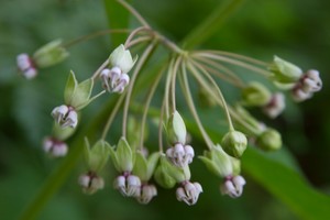 milkweed