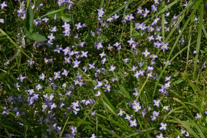 Bluets