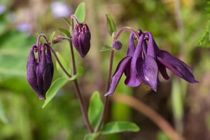 Aquilegia atrata - Dark Columbine