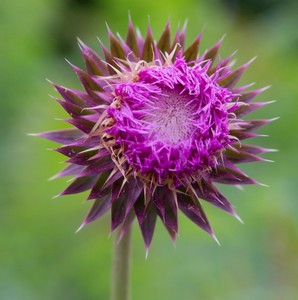 Thistle