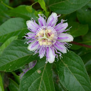 Passionflower