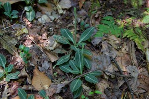 Goodyera orchid, blooming in another week or so