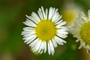 Fleabane Daisy