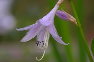 Hosta