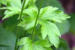 Leaves of the previous 