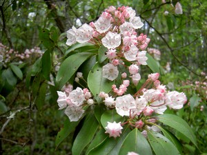 Mountain Laurel