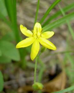 Yellow Star Grass