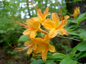 Flame Azalea