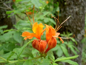 Flame Azalea