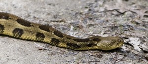 Saw this fella in the road a short distance after leaving Flat Creek Falls in Nantahala