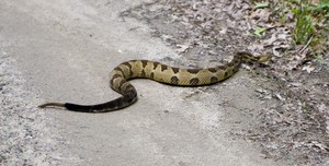 He's a Timber Rattler and he didn't seem too pleased at getting shoo'ed out of the road