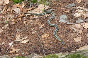 Garter snake