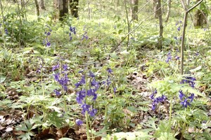 Lots of Dwarf Larkspur and other wildflowers