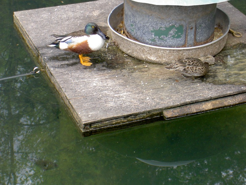 Some ducks
