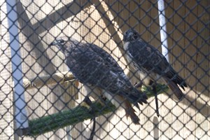 Red-Tailed Hawks