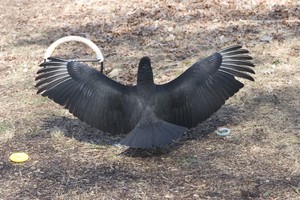 Black Vulture