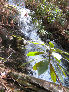 The upper cascades are hard to see in their entirety because of dense vegetation. 100ft or more probably.