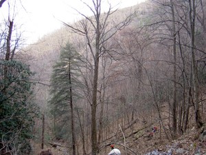 A view back down the valley from the base of the falls, fire damage and that mud slide barely visible