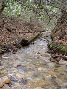 Further upstream was ROUGH with thick rhododendron. I crawled on all fours in a few places.