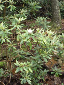Mountain Laurel blooming